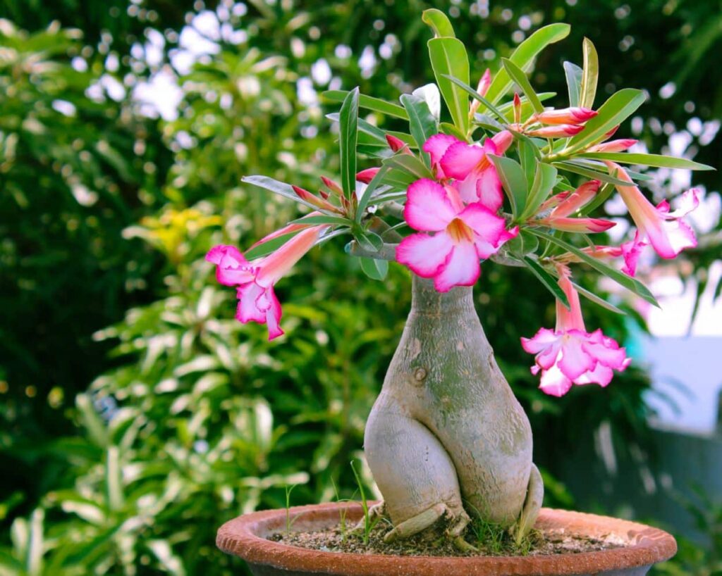 Adenium (Adenium obesum)