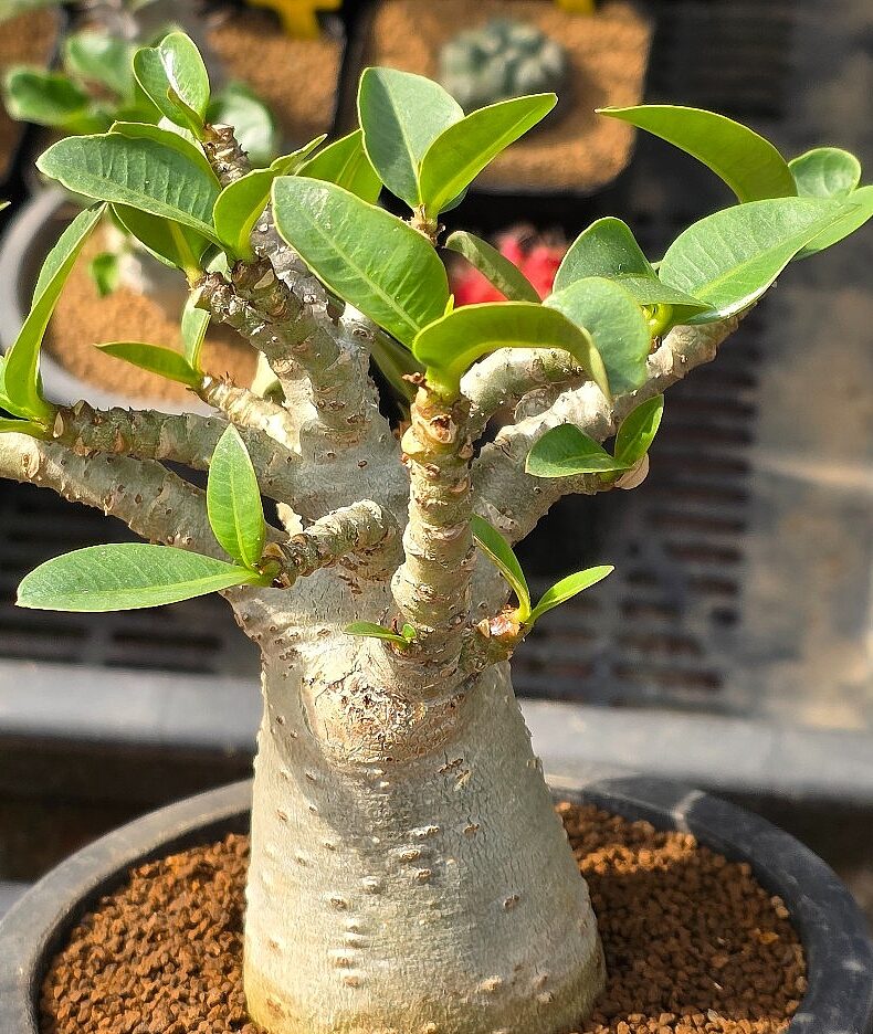 Adenium (Adenium obesum)