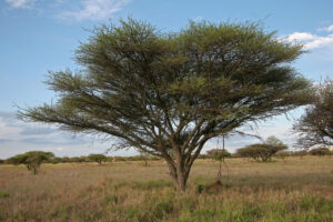Akácia (Acacia), kapinica