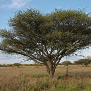 Akácia (Acacia), kapinica