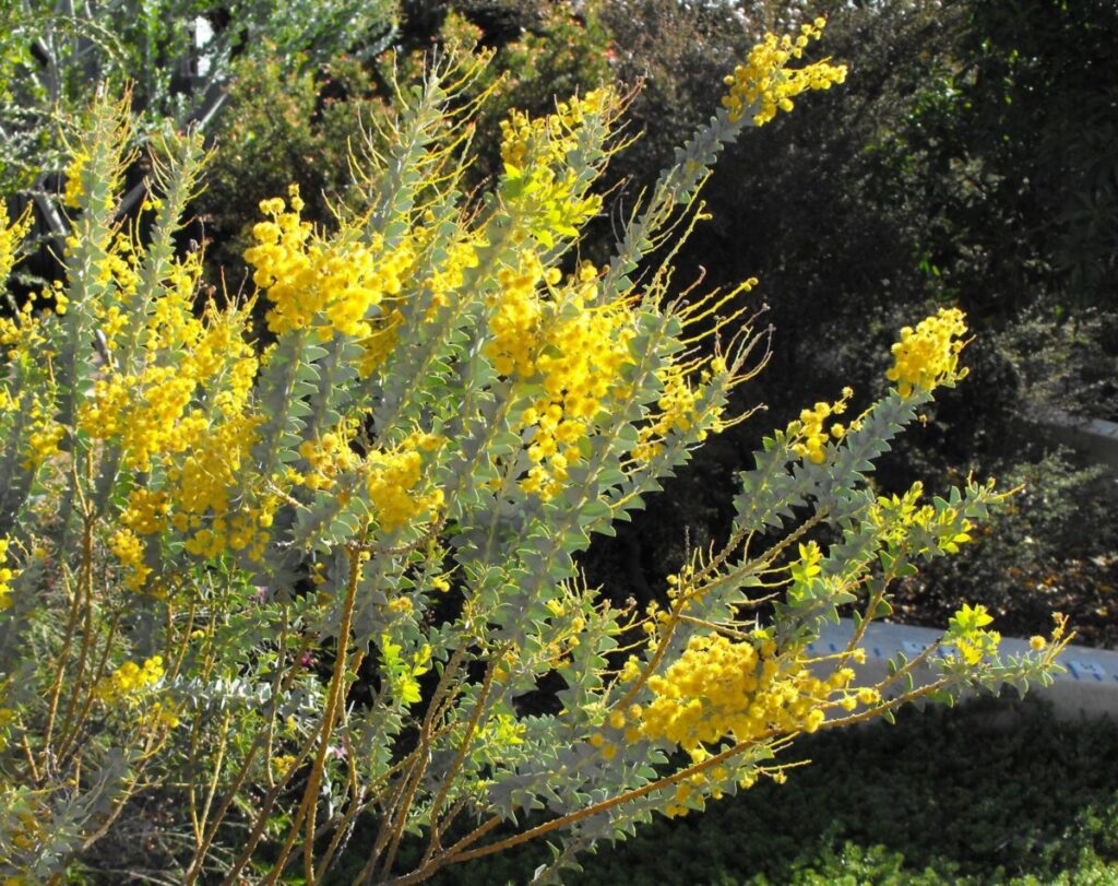 Akácia nožovitá (Acacia cultriformis)