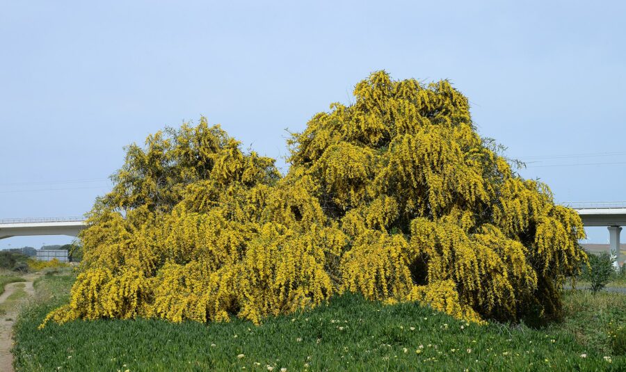 Akácia previsnutá (Acacia saligna)