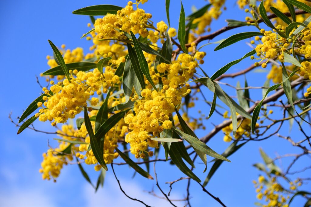 Akácia striebristá (Acacia dealbata)