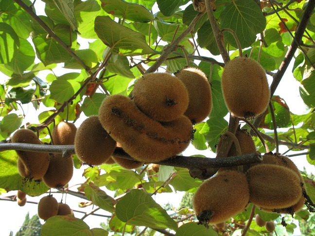 Aktinídia čínska (Actinidia chinensis, kivi)