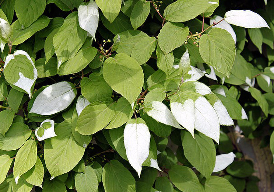 Aktinídia striebristá (Actinidia polygama)