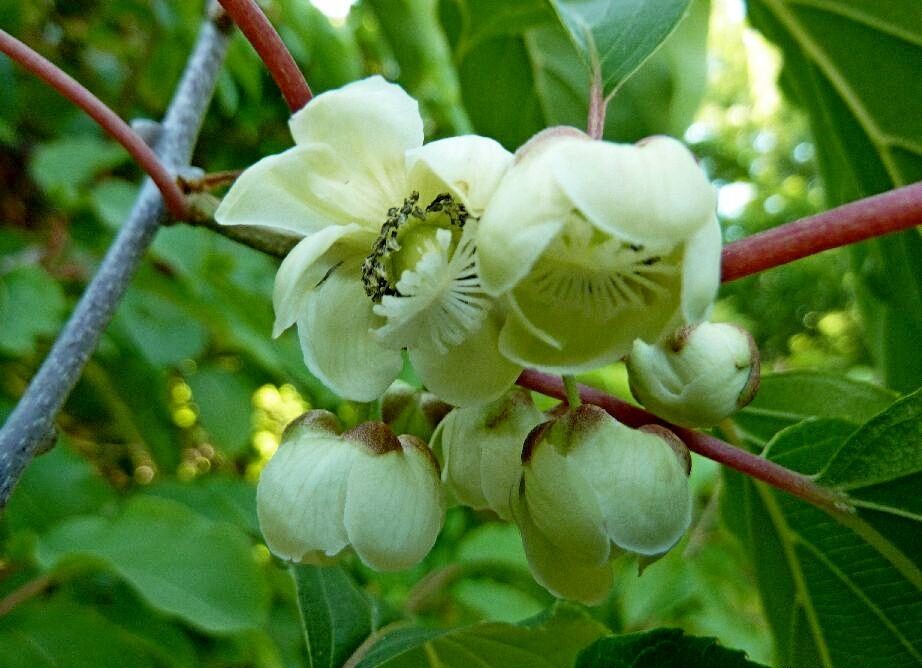 Aktinídia význačná (Actinidia arguta)