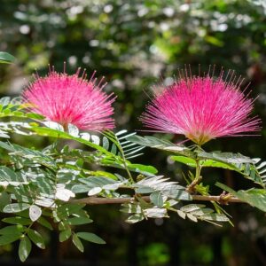 Albízia (Albizia julibrissin)