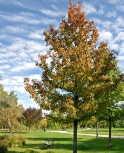 Ambroň (Liquidambar)