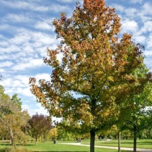 Ambroň (Liquidambar)