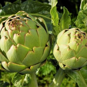 Artičoka zeleninová (Cynara scolymus)
