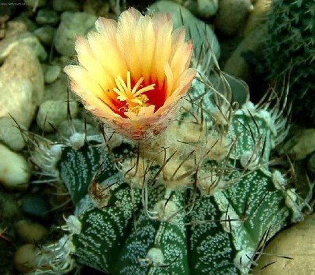 Astrofytum ozdobné (Astrophytum ornatum)