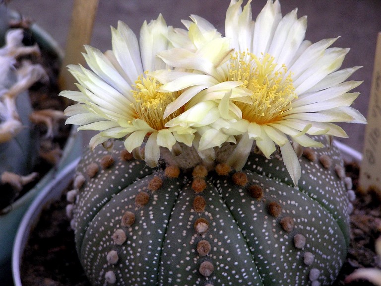 Astrofytum hviezdicovité (Astrophytum asterias)