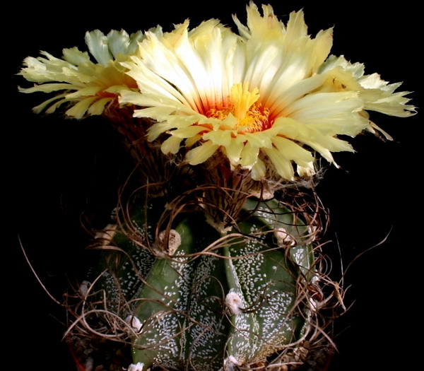 Astrofytum kozorožie (Astrophytum capricorne)