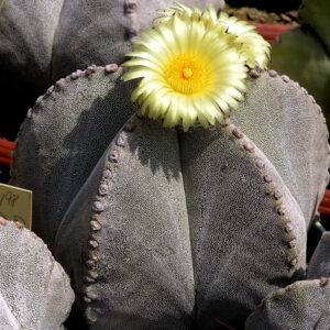 Astrofytum biskupská čiapka (Astrophytum myriostigma)