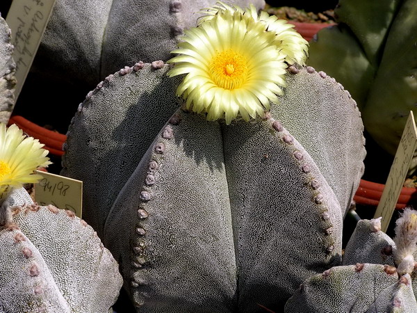 Astrofytum biskupská čiapka (Astrophytum myriostigma)