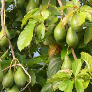 Avokádo (Persea americana)