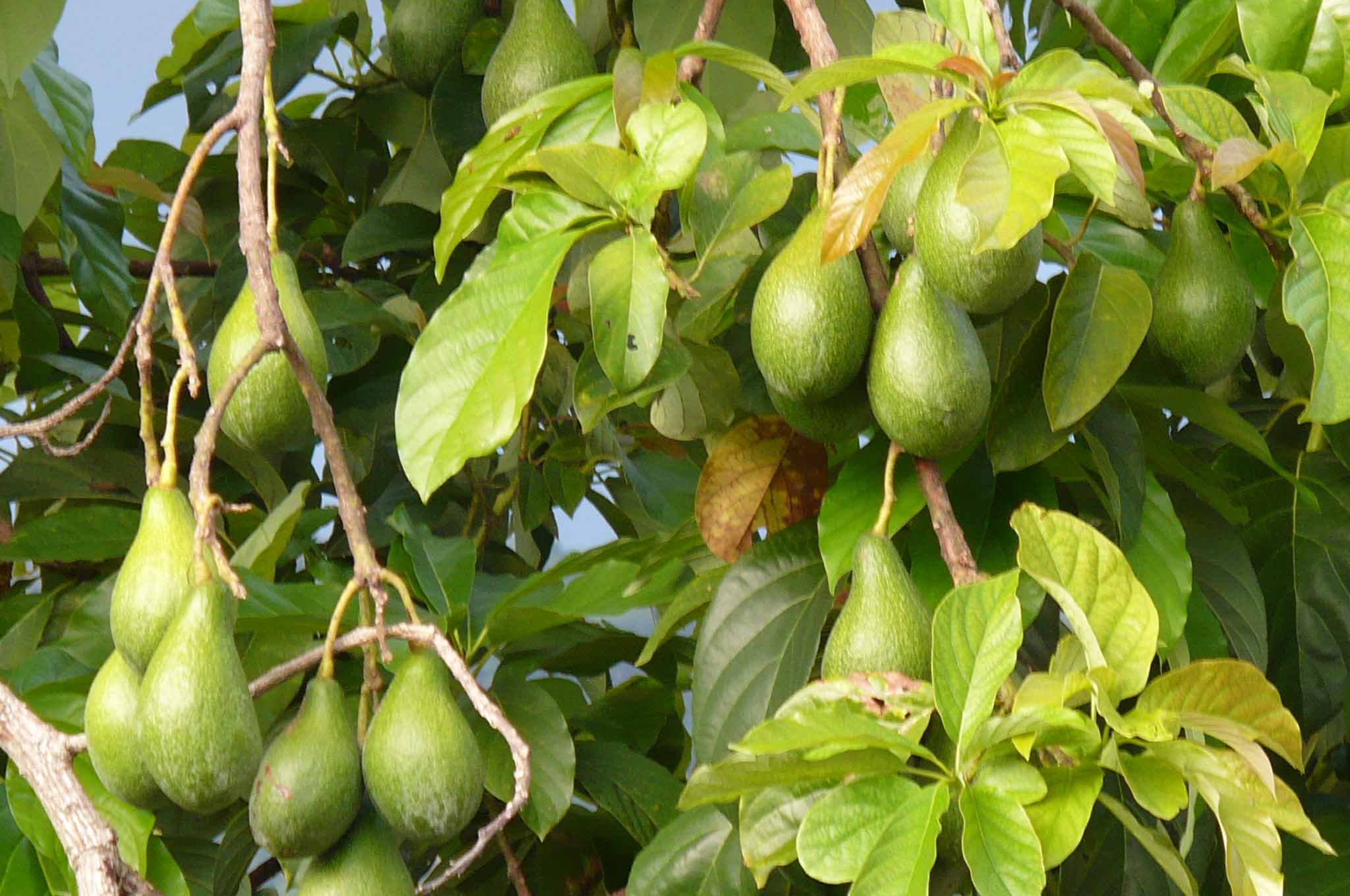 Avokádo