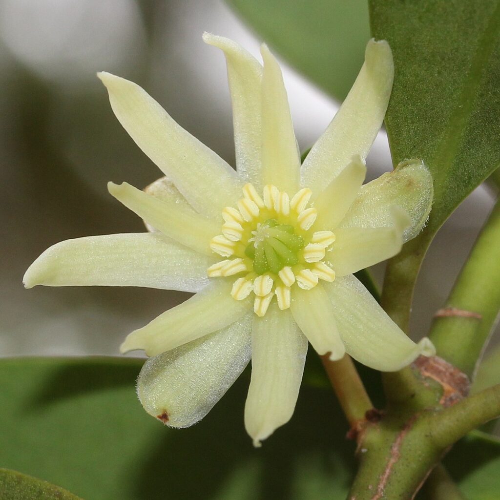 Badián posvätný (Illicium anisatum)