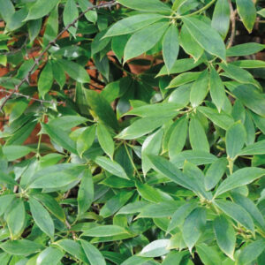 Badián pravý (Illicium verum)
