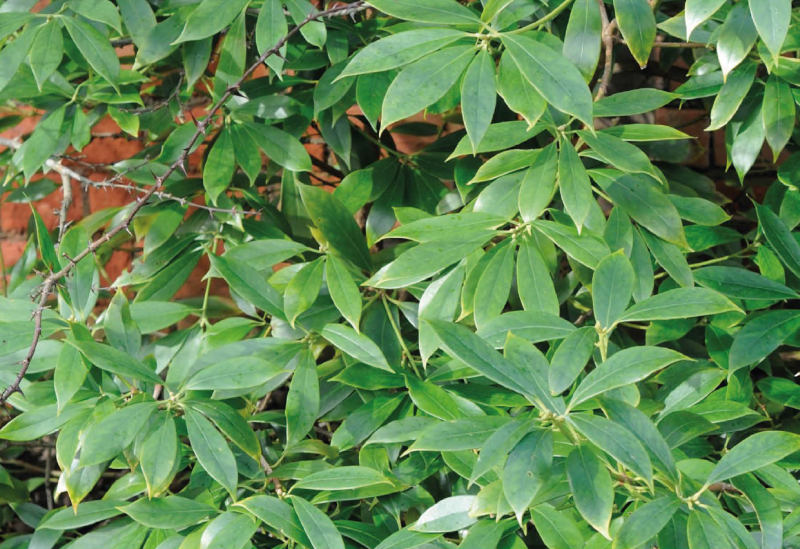 Badián pravý (Illicium verum)