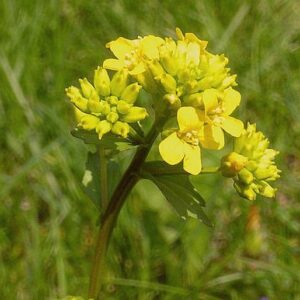 Barborka obyčajná (Barbarea vulgaris)