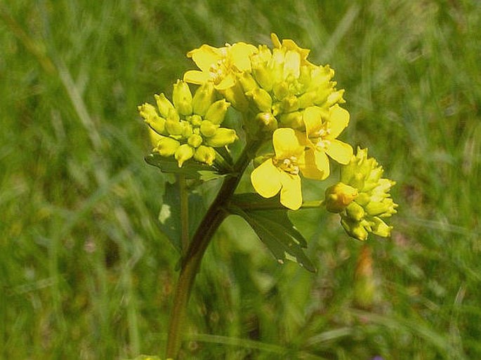 Barborka obyčajná (Barbarea vulgaris)