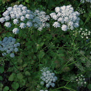 Bedrník aníz (Pimpinella anisum)
