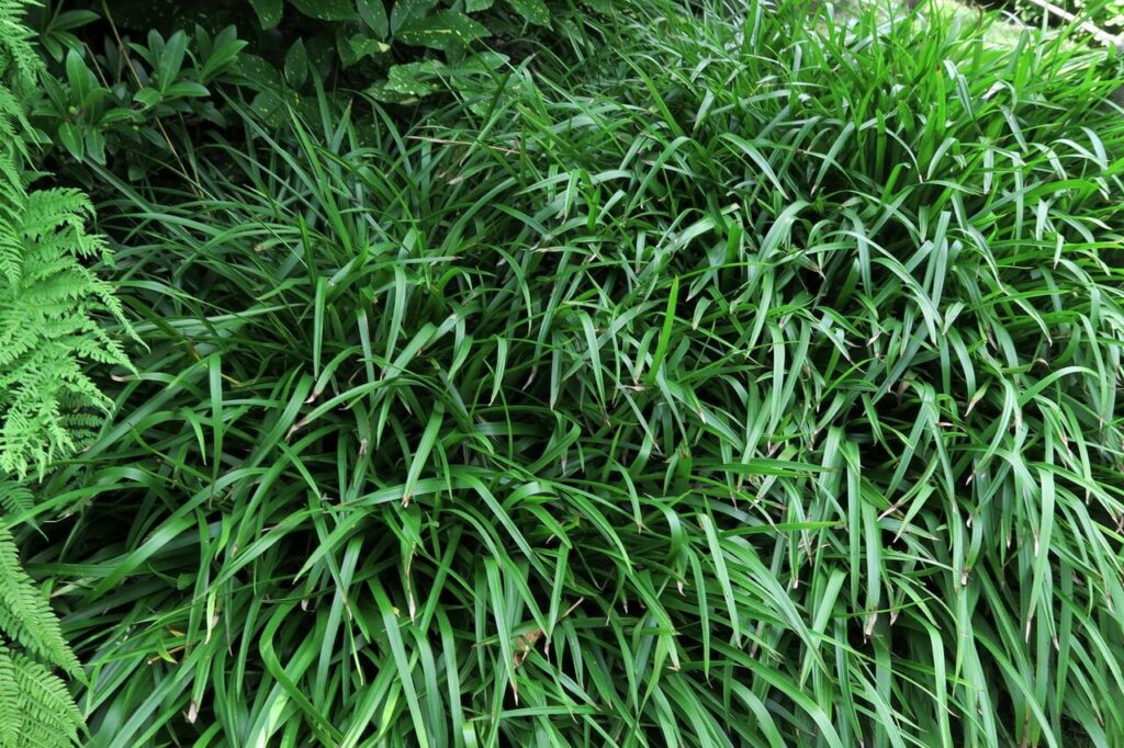 Bika lesná (Luzula sylvatica)
