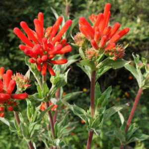 Bouvardia (Bouvardia)