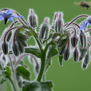 Borák lekársky (Borago officinalis)