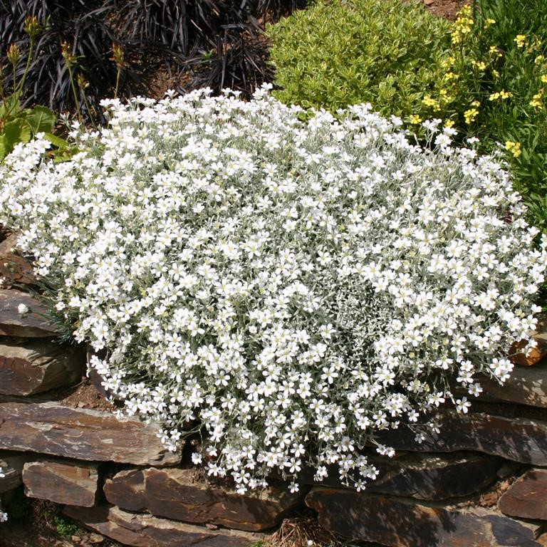 Rožec plstnatý (Cerastium tomentosum)