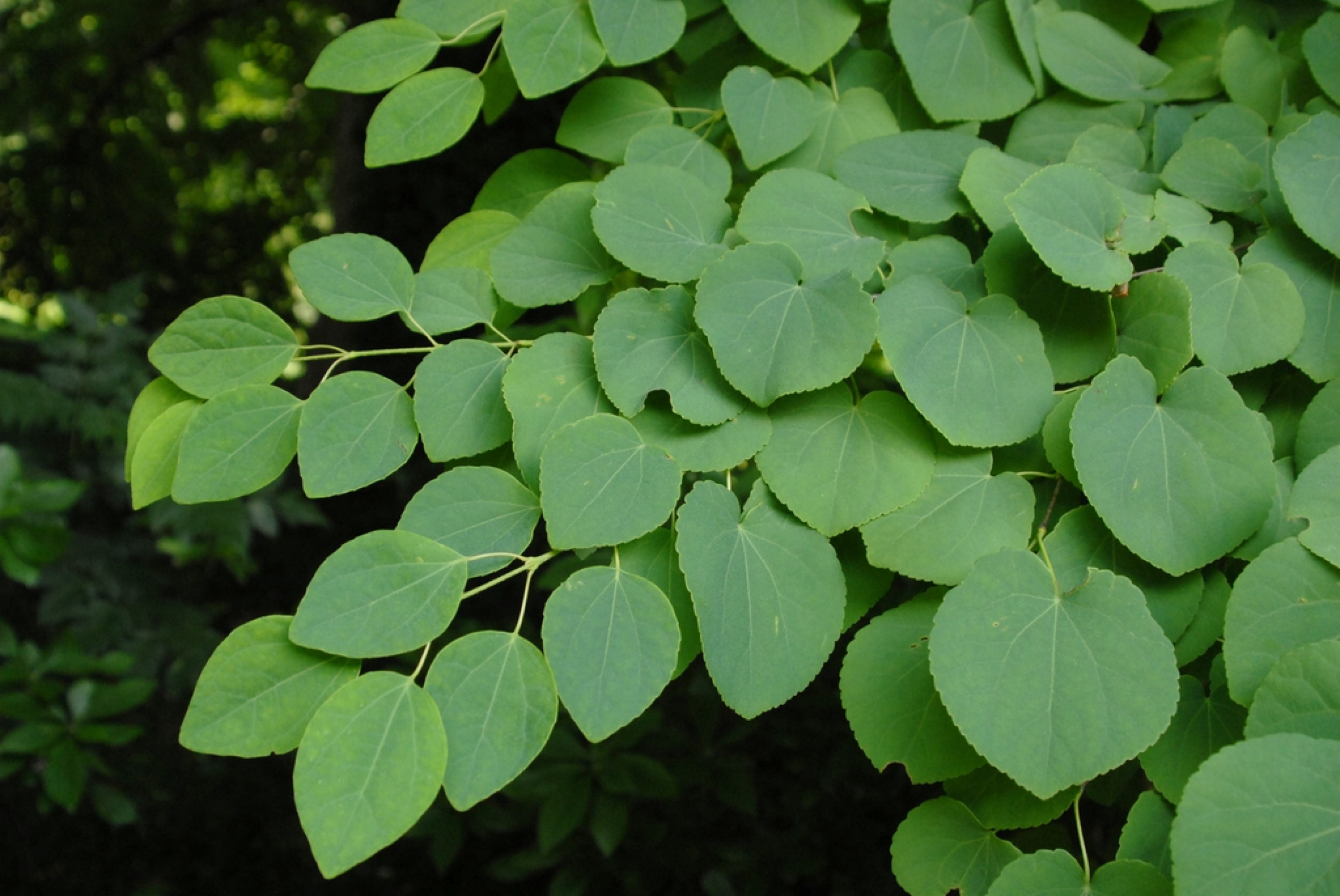 Katsura