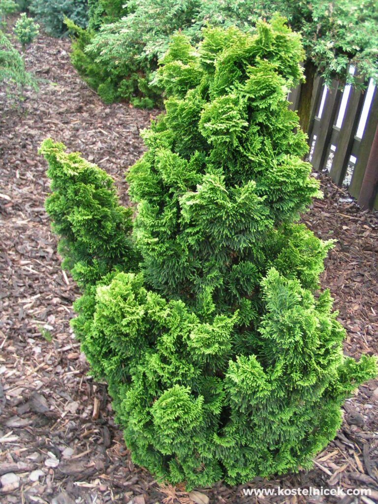 Cypruštek tupolistý (Chamaecyparis obtusa)