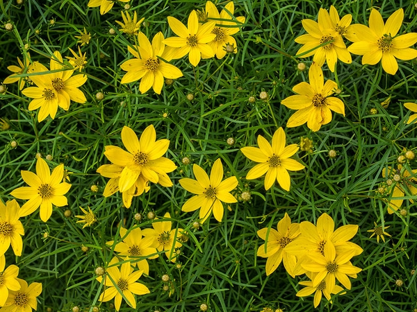 Coreopsis verticillata