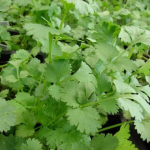 Koriander siaty (Coriandrum sativum)