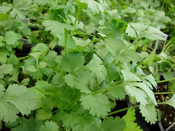 Koriander siaty (Coriandrum sativum)