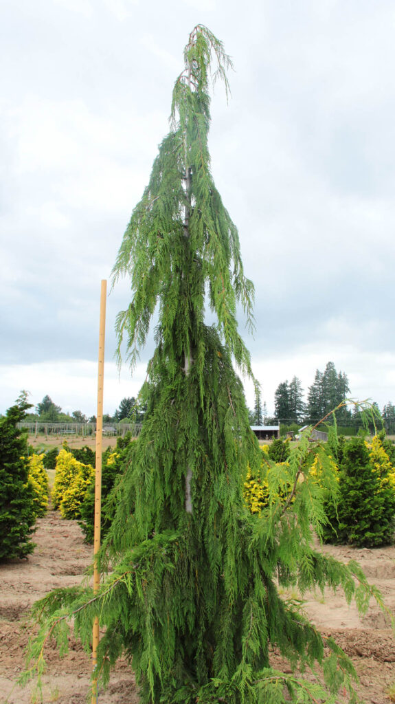Cyprištek nootský (Chamaecyparis nootkatensis)