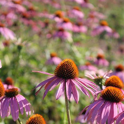 echinacea purpurová