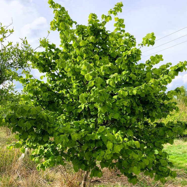 Lieska obyčajná (Corylus avellana)