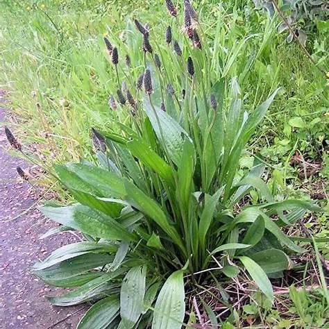 Skorocel kopijovitý (Plantago lanceolata)