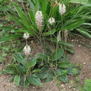 Skorocel prostredný (Plantago media)