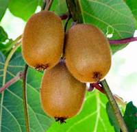 Kiwi – Aktinídia čínska (Actinidia chinensis)