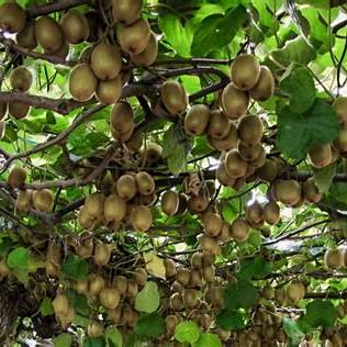Kiwi – Aktinídia čínska (Actinidia chinensis)