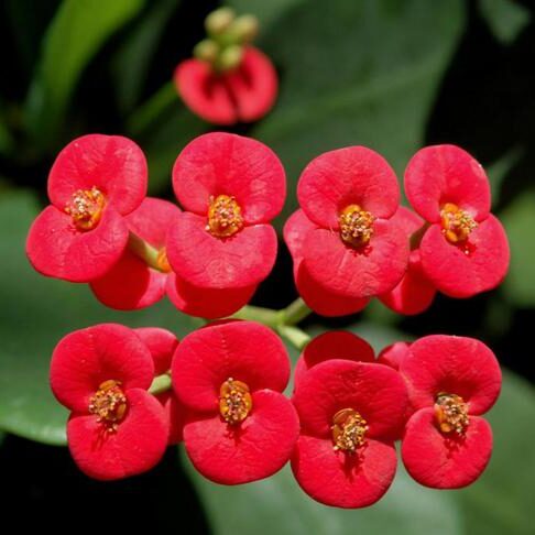 Kristova koruna (Euphorbia milii)