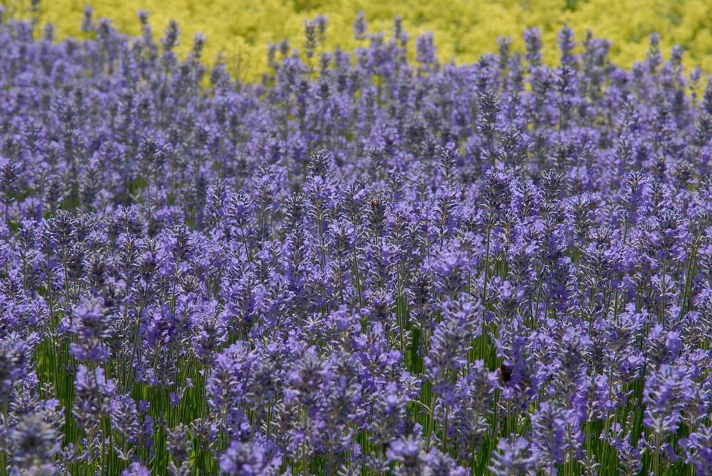 Lavandula angustifolia ‘Dwarf Blue’