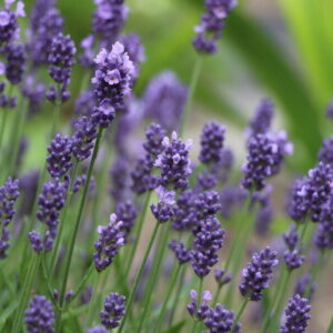 Levanduľa lekárska (Lavandula angustifolia)