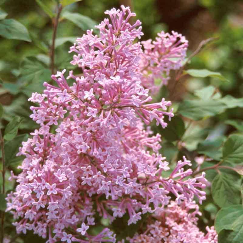 Orgován 'Josee' (Syringa 'Josee')
