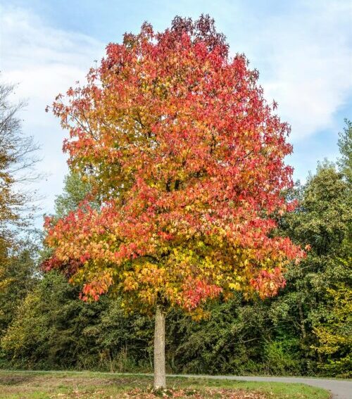 Liquidambar styraciflua – ambroň západný