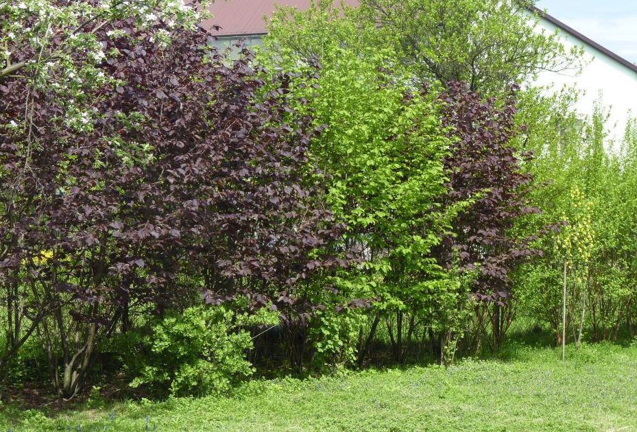 Lieskové ploty