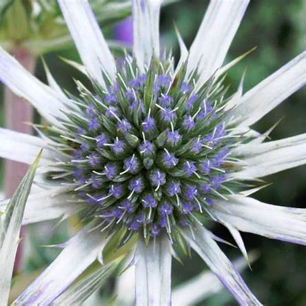 Máčka obyčajná (Eryngium bourgatii)